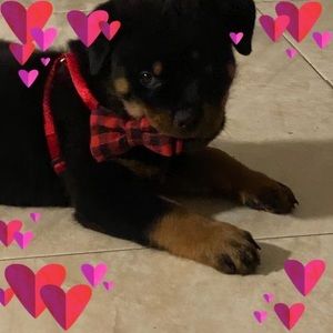 Meet your Posher, Sophia